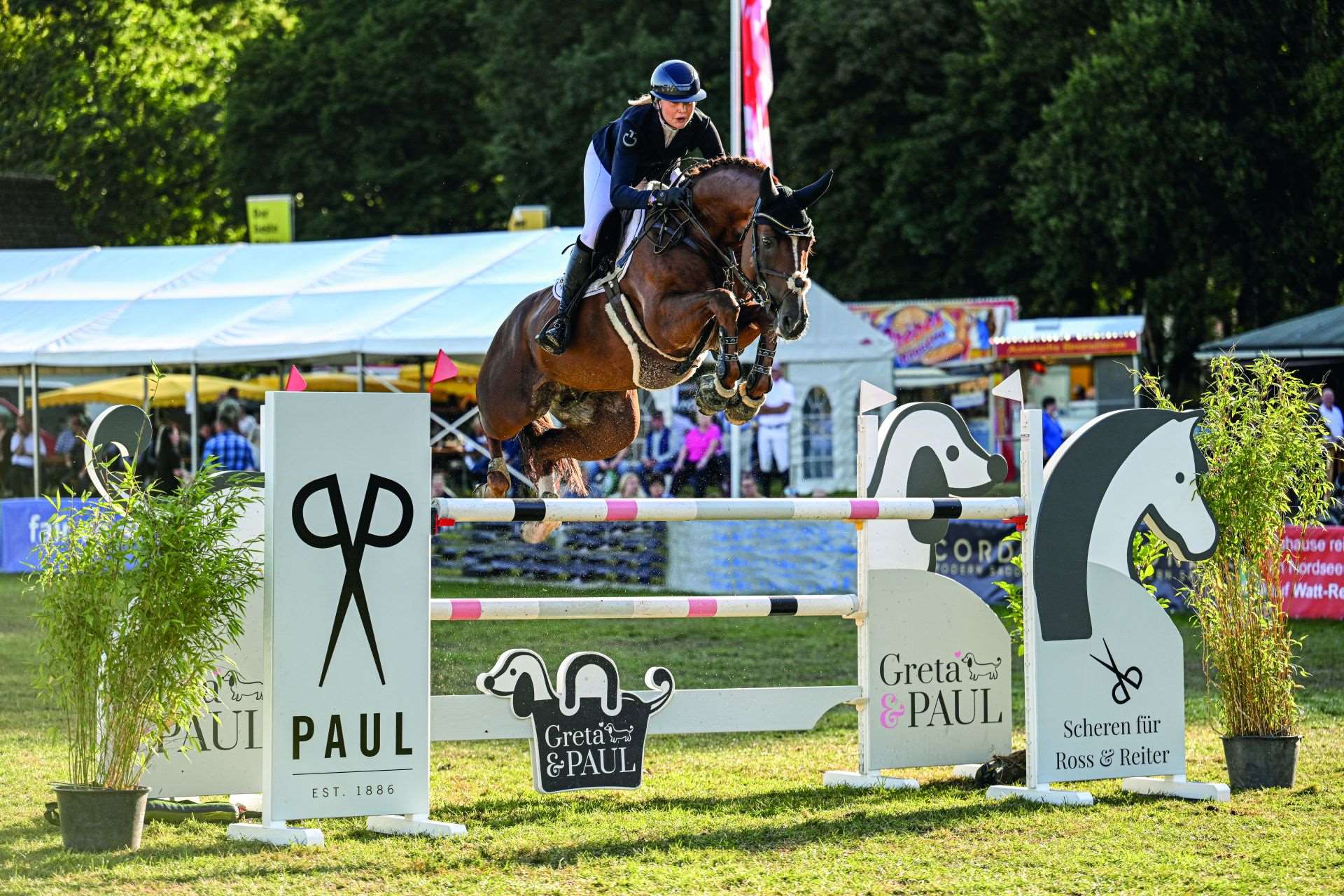 Chacfly PS  Stallion